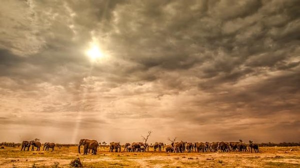 Botswana : Guide ultime pour un voyage inoubliable entre safaris et Okavango